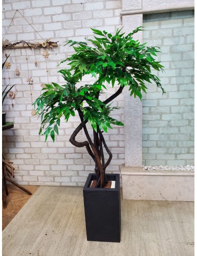 Dekorativer Ficusbaum-Bonsai für das Büro