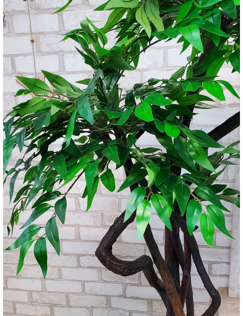 Dekorativer Ficusbaum-Bonsai fr das Bro