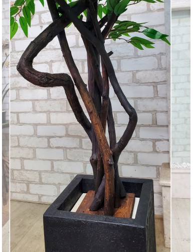 Ozdobne drzewko bonsai fikus do biura