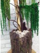 Stabilizowane drzewko bonsai Amarantus do biura