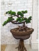 Künstlicher Desktop-Bonsai-Baum, Kiefern-Zickzack-Baum