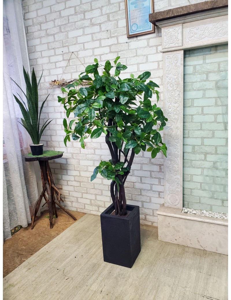 Bonsai-Deko-Ficus für ein Restaurant