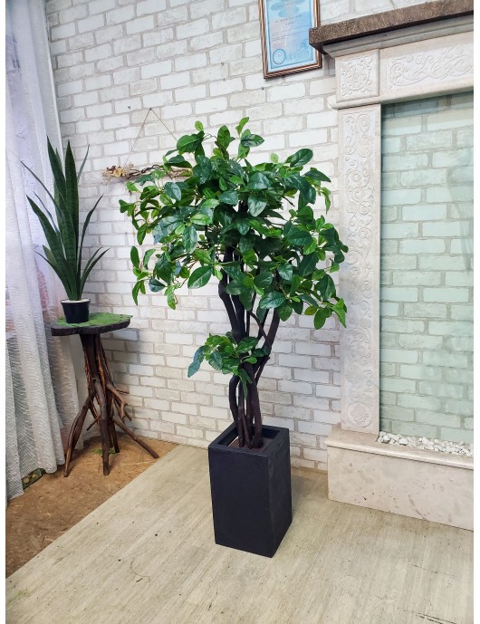 Bonsai-Deko-Ficus für ein Restaurant