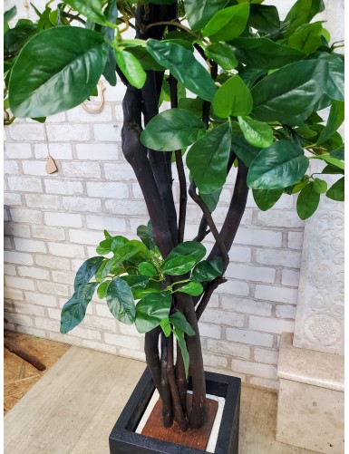 Bonsai-Deko-Ficus für ein Restaurant