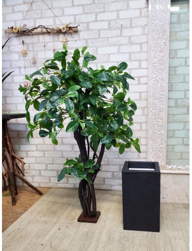 Bonsai-Deko-Ficus für ein Restaurant